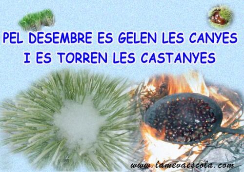 Pel desembre es gelen les canyes i es torren les castanyes