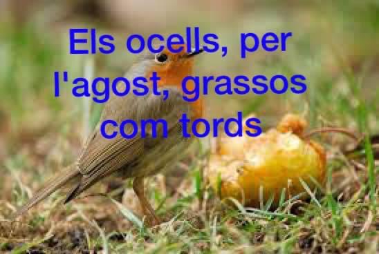 Ocells d'agost, grossos com tords