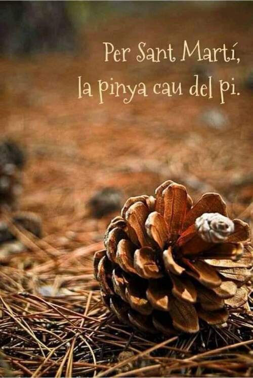 Per Sant Martí la pinya cau del pi