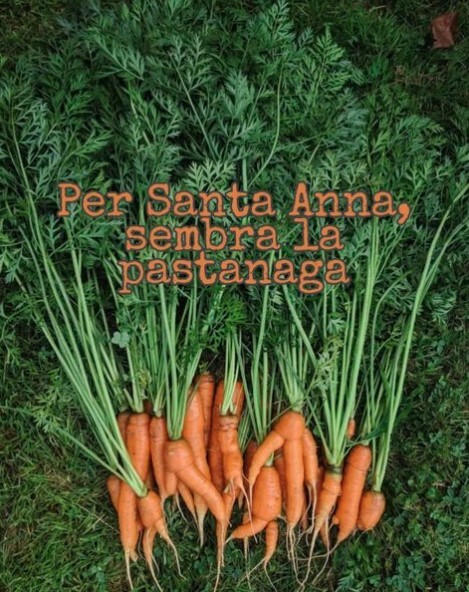 Per Santa Anna sembra la pastanaga