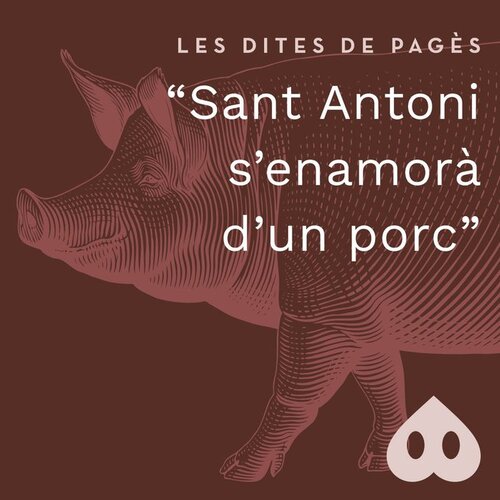 Sant Antoni es va enamorar d'un porc