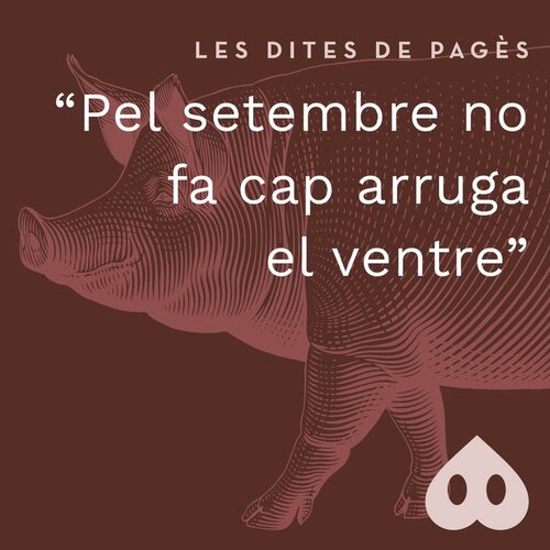 Pel setembre no fa cap arruga el ventre