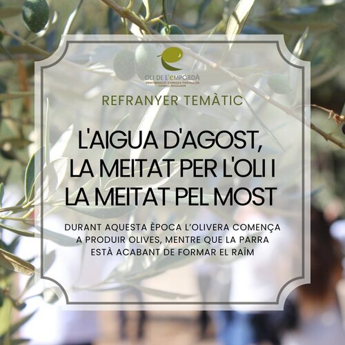 L'aigua d'agost, la meitat per l'oli i la meitat pel most