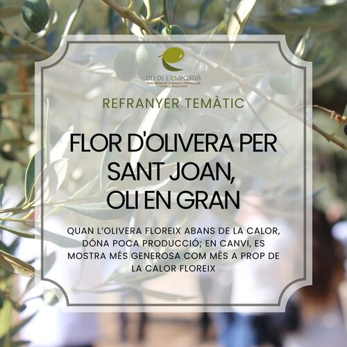 Flor d'olivera per Sant Joan, oli en gran