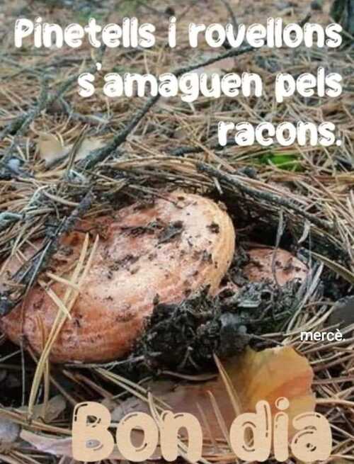 Pinetells i rovellons s'amaguen pels racons