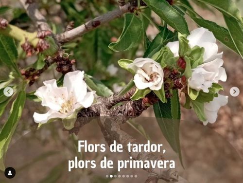 Flors de tardor, plors de primavera