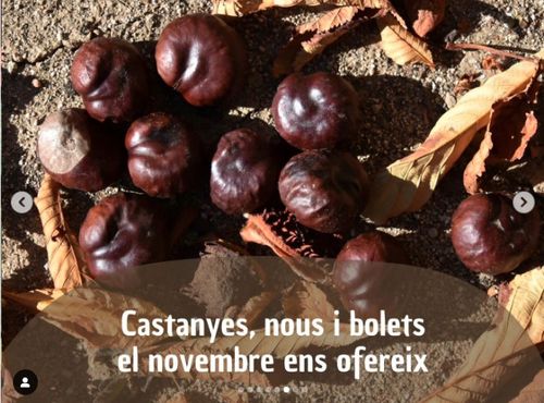 Castanyes, nous i bolets el novembre ens ofereix