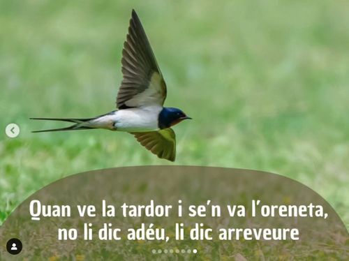 Quan ve la tardor, i se'n va l'oreneta, no li dic adeu, li dic arreveure