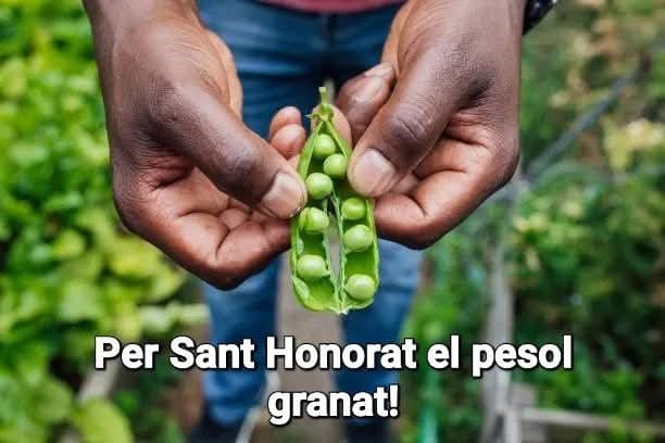 Per Sant Honorat, el pèsol granat