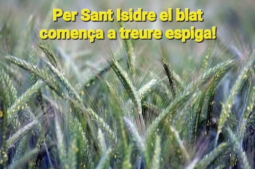 Per Sant Isidre, el blat comença a treure espiga