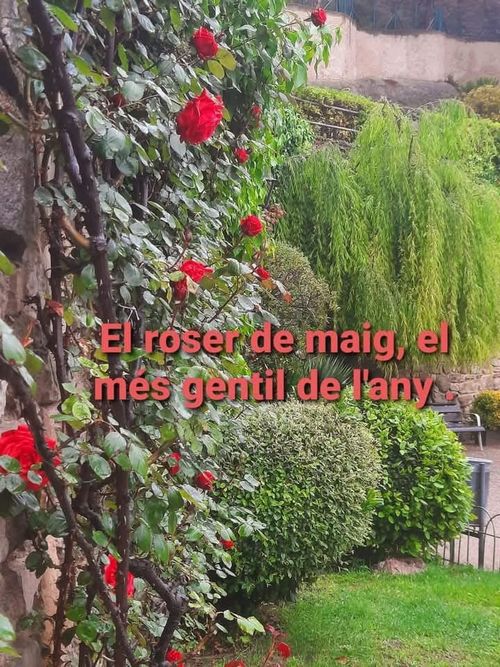 El roser de maig, el més gentil de l'any
