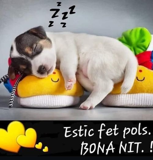 Fet pols