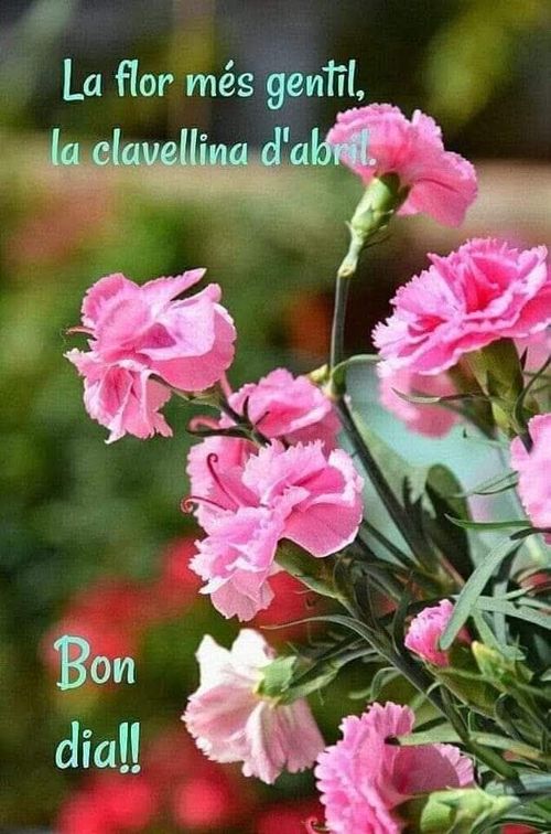 La flor més gentil, la clavellina d'abril