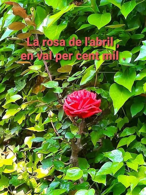 La rosa d'abril en val mil