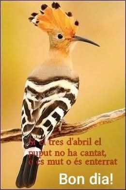 Si per l'abril el cucut no ha vingut, o és mort o s'ha perdut
