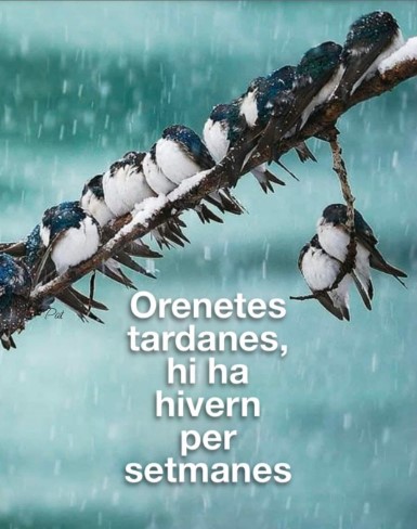 Orenetes tardanes, hi ha hivern per setmanes