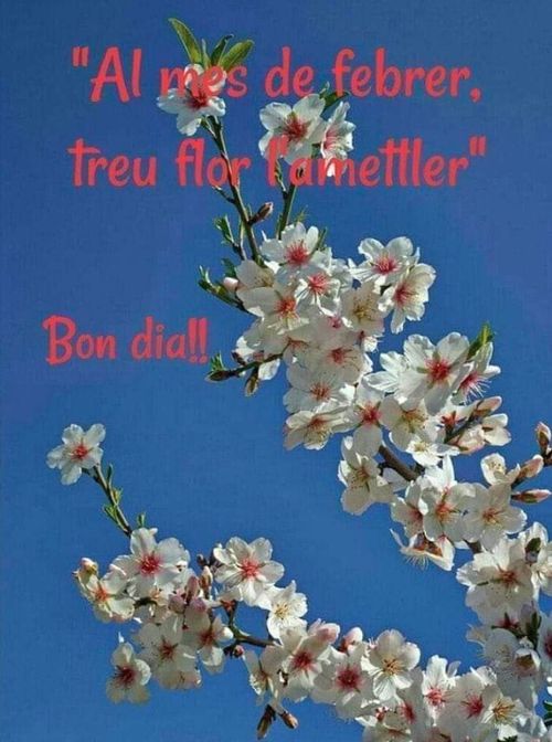 Pel gener (o febrer), floreix l'ametller