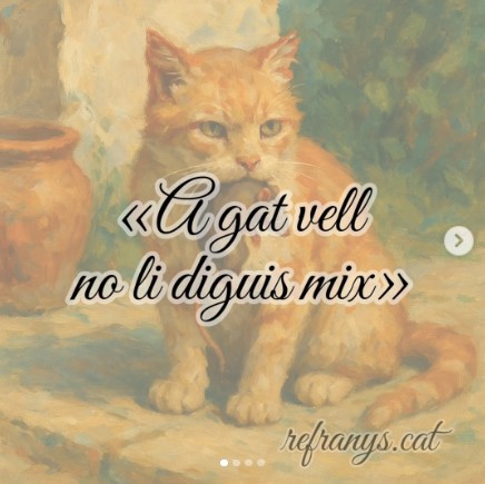 A gat vell no li diguis moixina