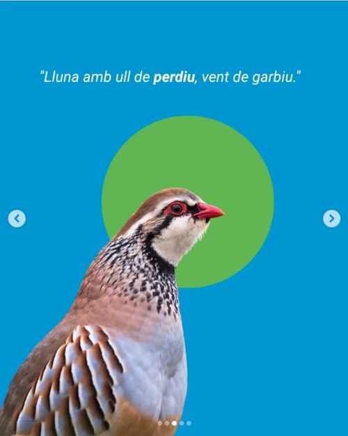Lluna amb ull de perdiu, vent de garbiu; si fa ull de gat, vent de llevant