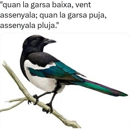 Quan la garsa baixa, vent senyala, i quan puja, senyala pluja